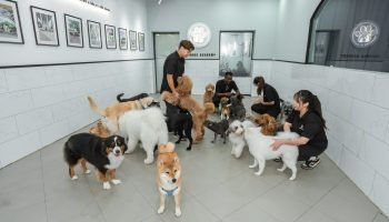 powsome-Available-Puppies-Hero-image