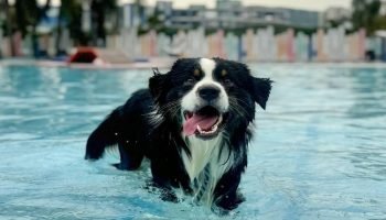 powsome-fitness&agility