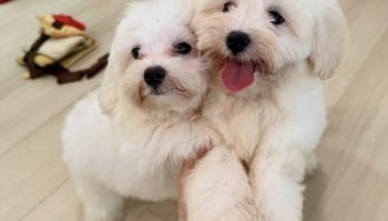 avaiavle puppies