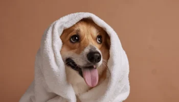 happy-corgi-white-towel-hood-600nw-2716888063
